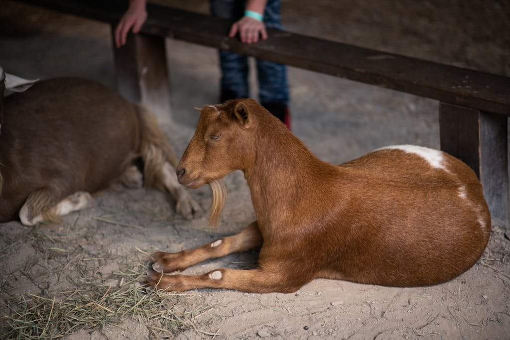 A brown goat resting calmly on a farm, showcasing its serene demeanor.