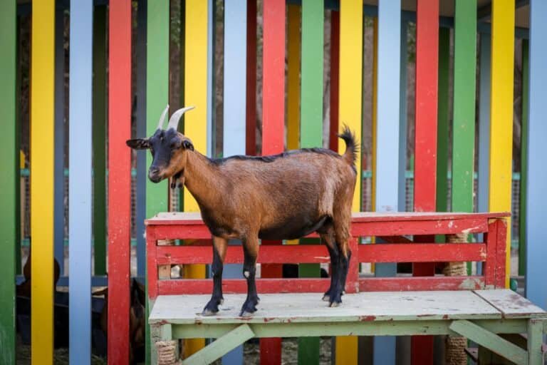 A brown goat stands on a colorful bench with a vibrant striped background.
