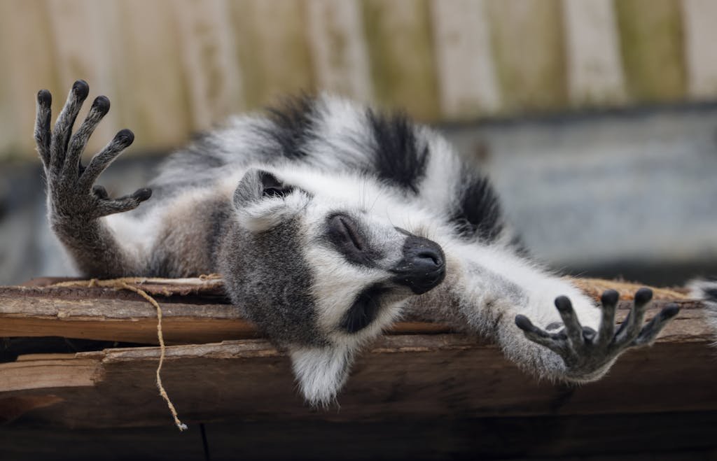 A cute ring-tailed lemur reclines on a wooden platform, at vegan aniaml sanctuaries