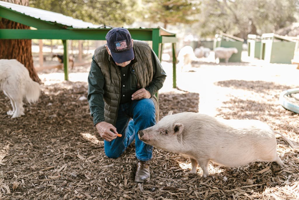 A farmer squats to feed a pig on a rural farm surrounded by various animals.