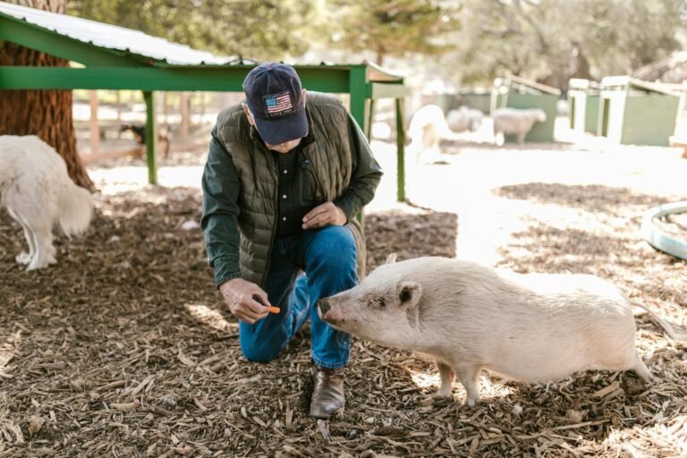 A farmer squats to feed a pig on a rural farm surrounded by various animals.