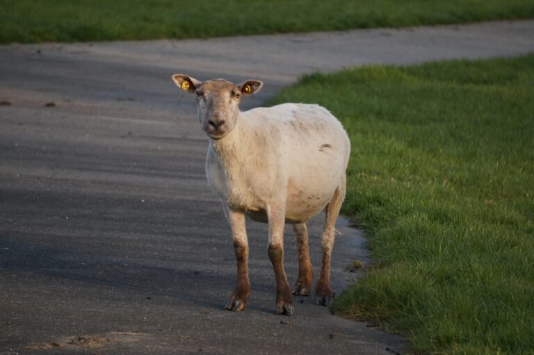 A sheep standing on a road in Glückstadt, surrounded by green grass.