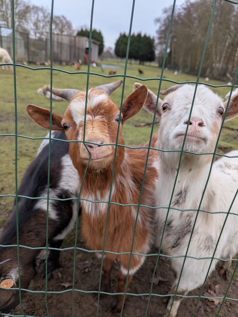 vegan animal sanctuaries in Europe