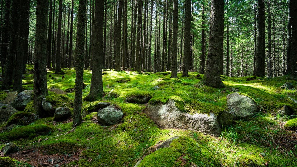 Aerial view of a green forest representing Earth Day and eco-conscious living