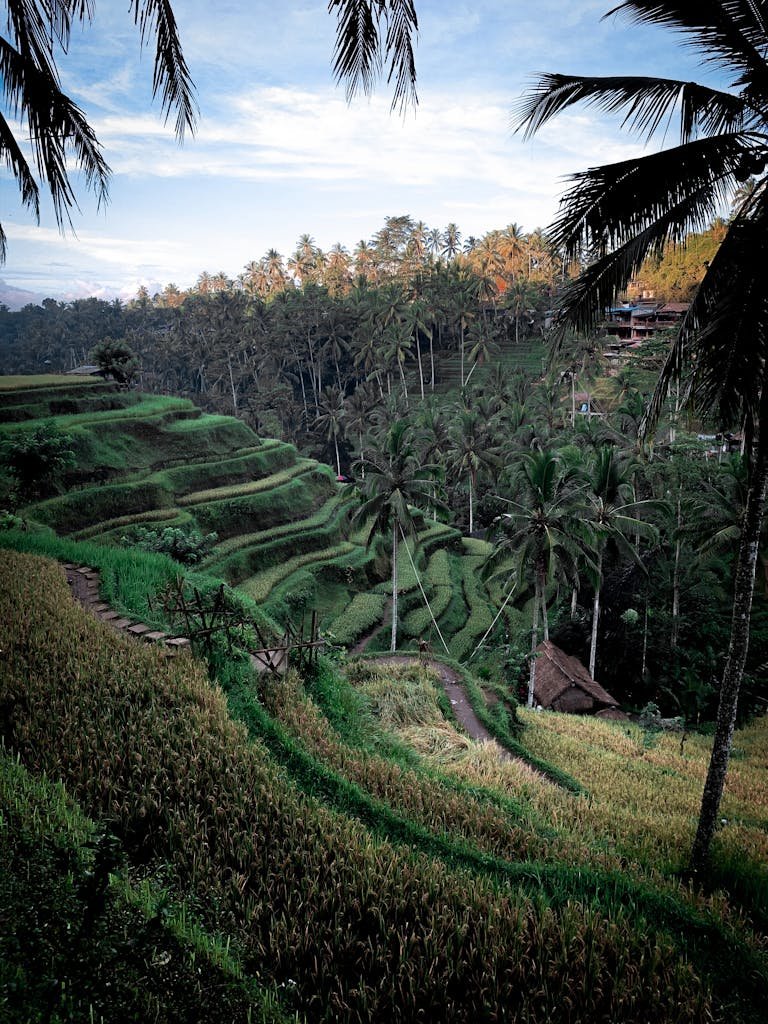 Aerial view of Bali rice terraces at sunrise, perfect for a vegan Bali itinerary