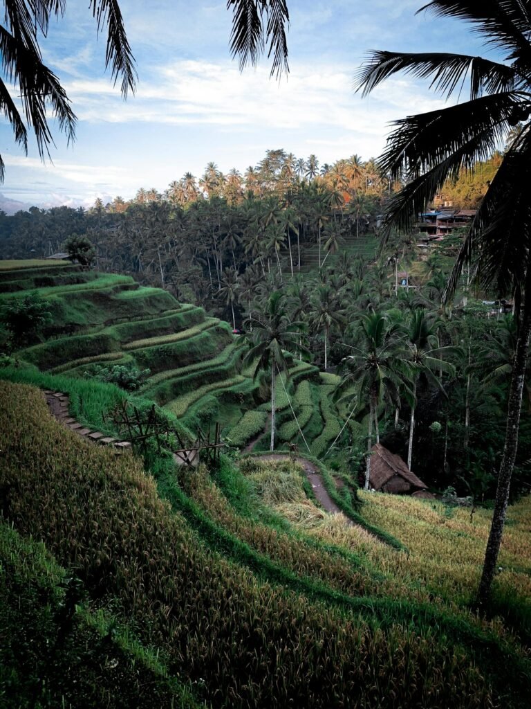 Aerial view of Bali rice terraces at sunrise, perfect for a vegan Bali itinerary