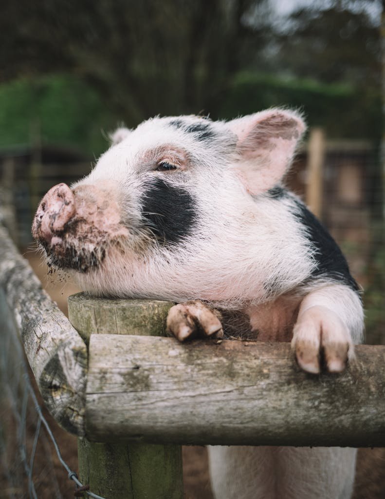 vegan animal sanctuaries