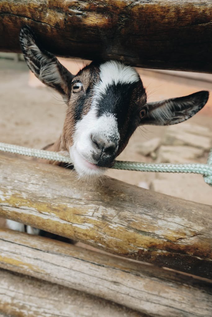 visitor at a vegan animal sanctuary petting a rescued goat