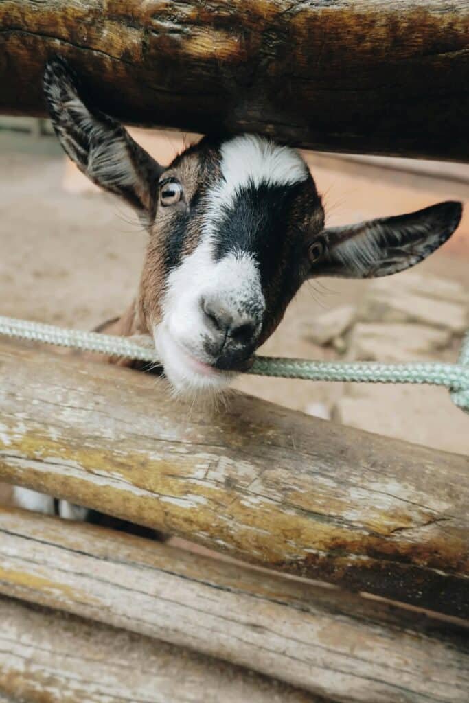 visitor at a vegan animal sanctuary petting a rescued goat