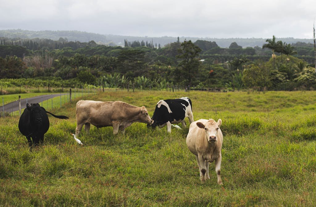 Cows graze peacefully on a green pasture in Hawaii under a cloudy sky.