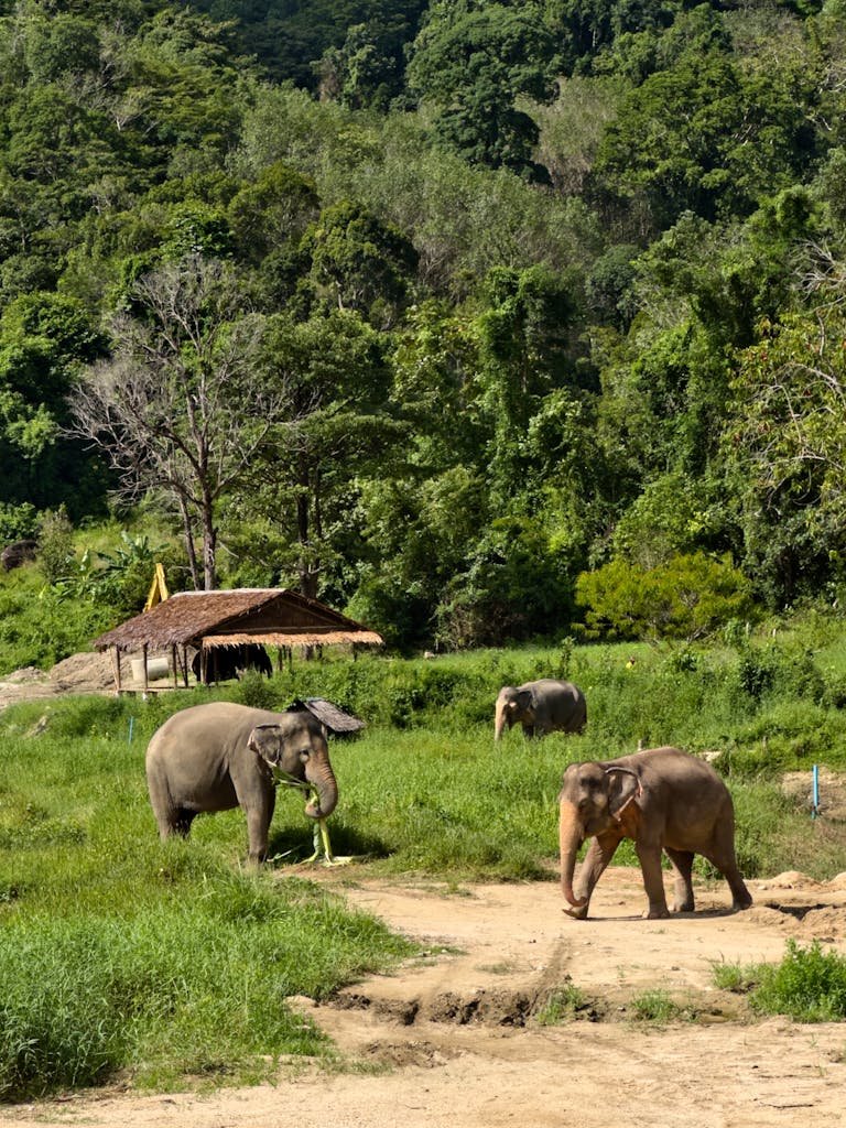 Three Asian elephants in a green sanctuary area, showcasing nature and conservation efforts.
