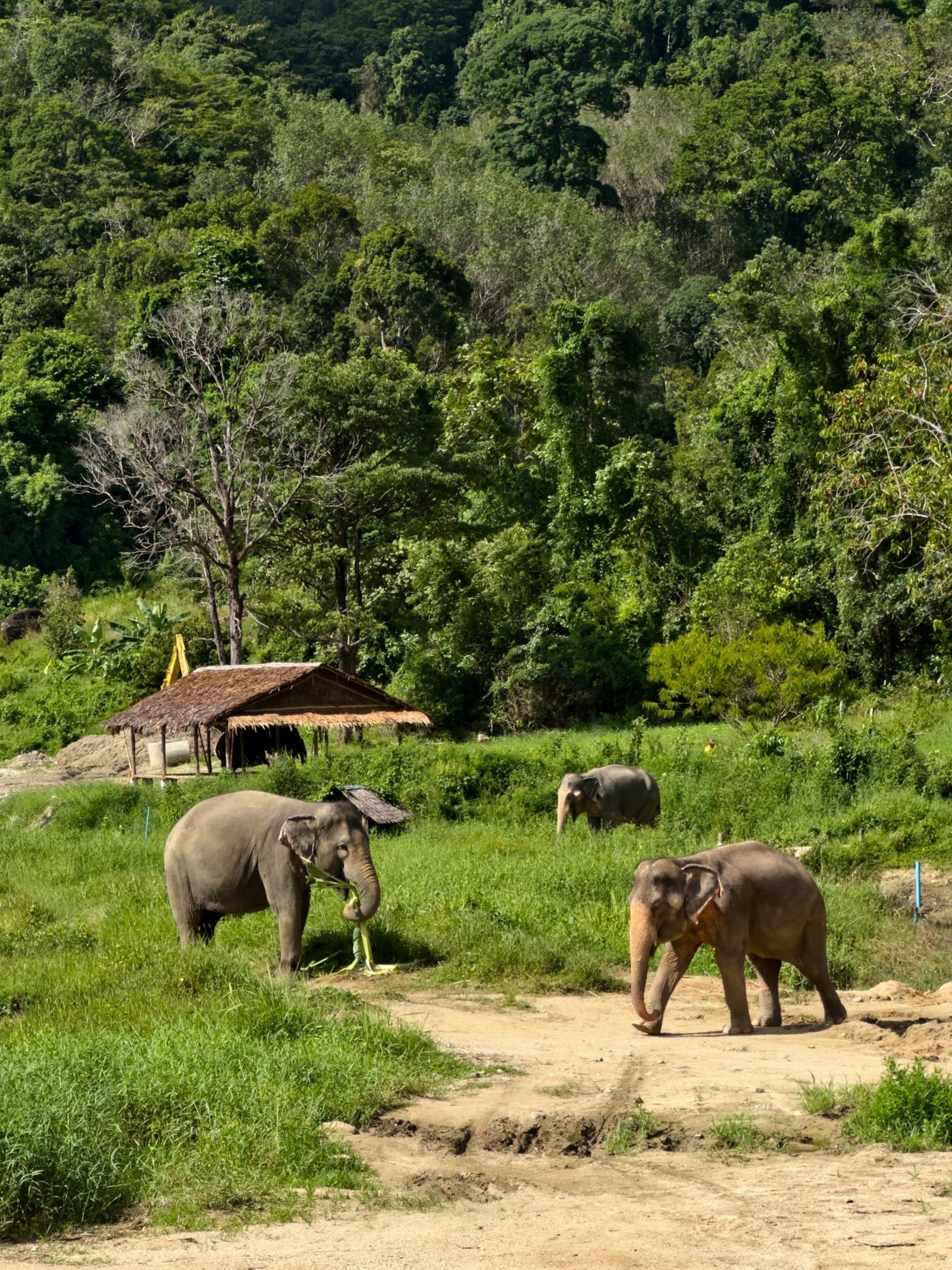 Three Asian elephants in a green sanctuary area, showcasing nature and conservation efforts.