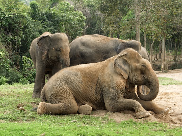 Three Asian elephants relaxing in a serene forest setting in Surat Thani, Thailand.
