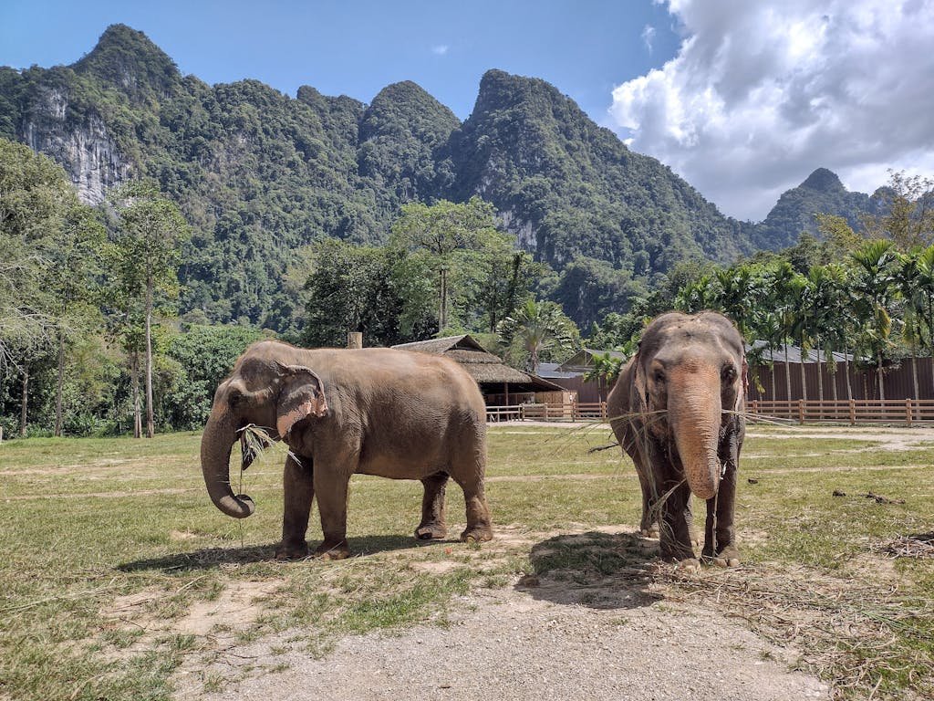 Vegan Animal Sanctuaries in Asia