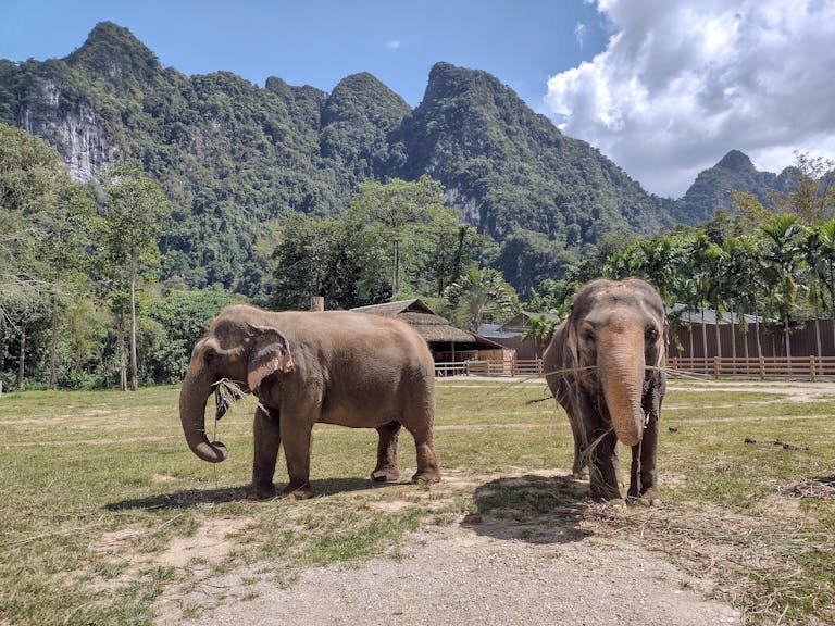 Vegan Animal Sanctuaries in Asia