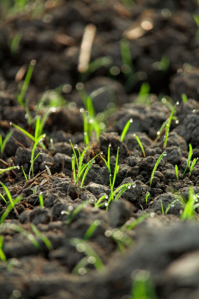 close-up of healthy dark soil with cover crops, an example of regenerative agriculture and veganism