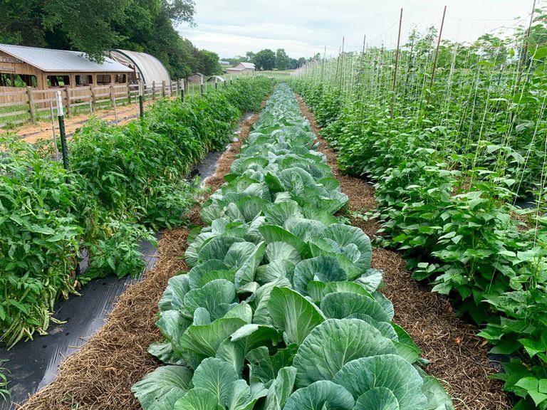 diverse vegetable rows on a veganic regenerative farm with no animal inputs