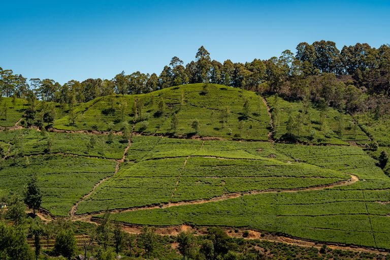 Ella Sri Lanka tea plantations vegan travel