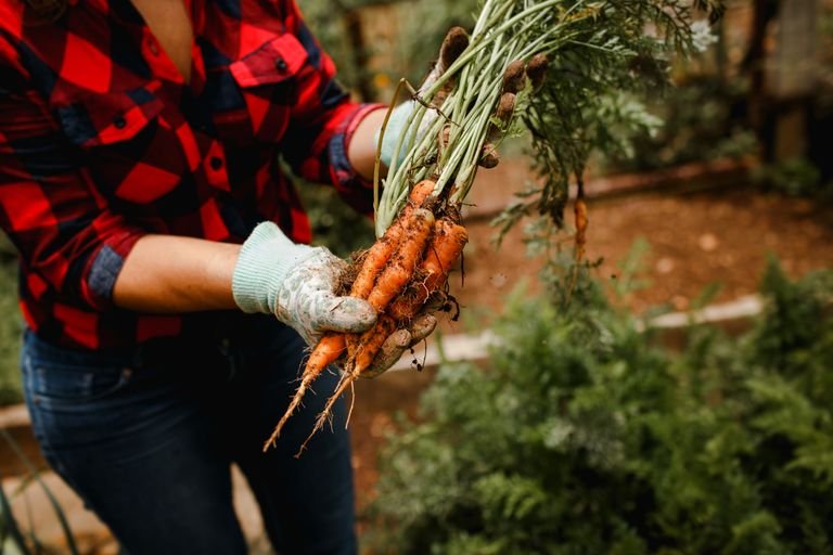 hands harvesting vegetables at a veganic farm stay with no animal-based fertilizers