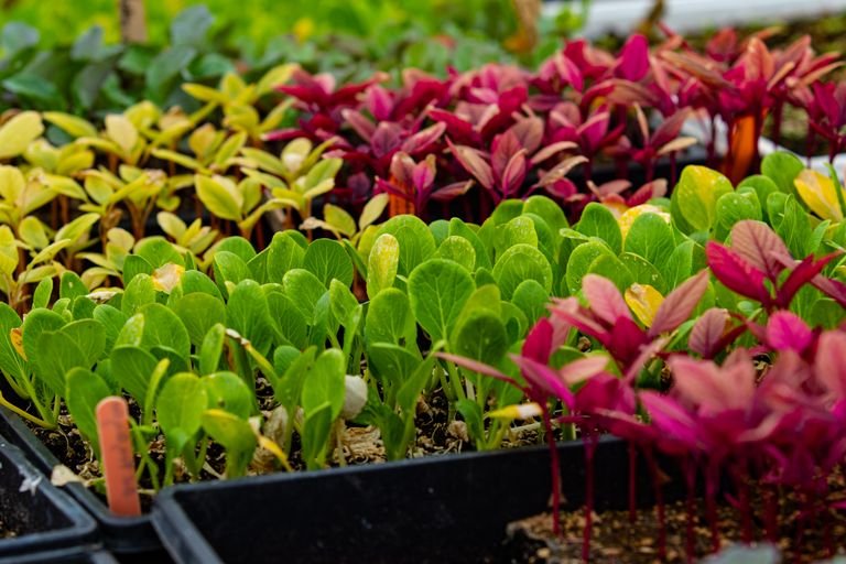 veganic farm stay with plant-based garden, no animal inputs used