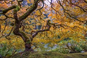 Portland Japanese Garden Washington Park vegan itinerary