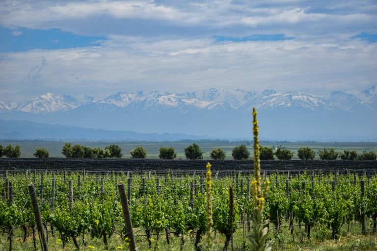 Lush vineyards in Tunuyán, Mendoza, Argentina, with the majestic Andes mountains in the background.
